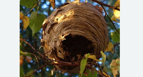 Уничтожение шершней в Оржицы