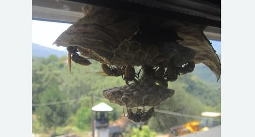 Уничтожение гнёзд шершней в Оржицы