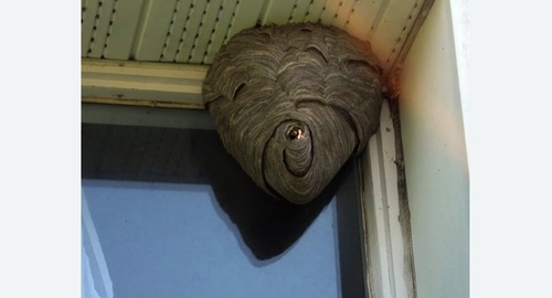 Уничтожение ос в Оржицы