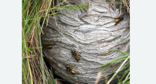Уничтожение ос и ульев в Оржицы