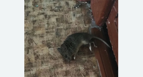 Дезинфекция от мышей в Оржицы