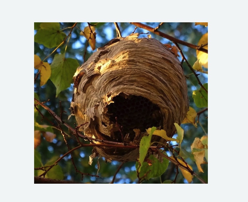 Обработка от шершней в Оржицы