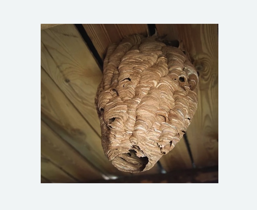 обработка от шершней в Оржицы