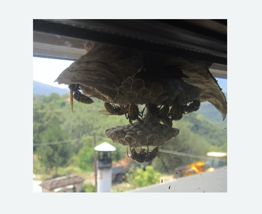 Уничтожение гнёзд шершней в Оржицы