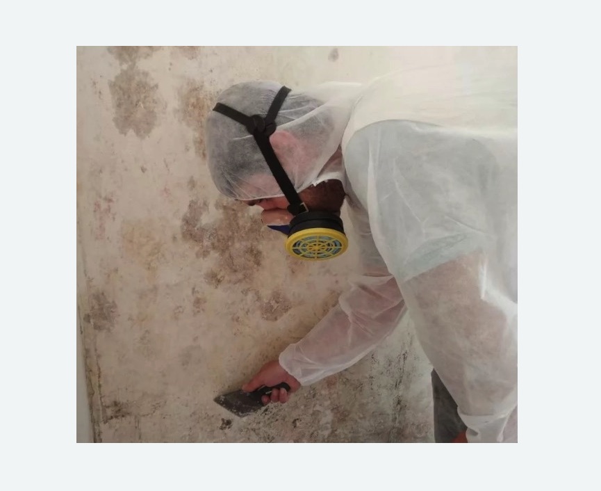 Обработка стен от плесени в Оржицы