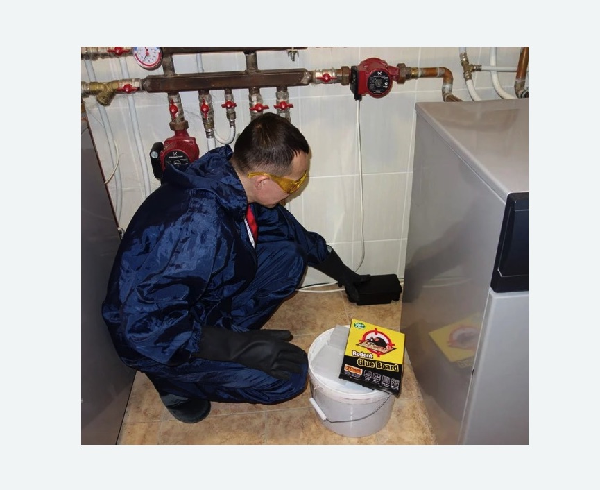 Уничтожение крыс в Оржицы