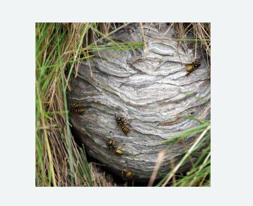 Уничтожение ос и ульев в Оржицы